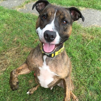 For the love of rescued, stray and unwanted Staffies. Show us your rescues! https://t.co/dz7IbaKyRt