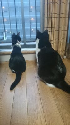 iloveshirokuro's profile picture. 博多弁をしゃべる白黒猫のぷりんとちむちむのゆるい日常 190516てんちゃん家族になりました♂200906サビ女子むぎちゃん保護220101むぎはお空に飛び立ちました🌈