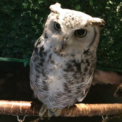 chocotto_kjbt's profile picture. きじあです。LV.20↑音楽はプラ、PIERROT、カスケ、ALvino、ジャズ、吹奏楽。TOA、銀魂=高杉山崎、復活=骸雲、戦国無双真田推し！大阪城🏯twst☀️🐍相棒はバスクラのねね&バリサクの茶々♪😊ゲンレザは神話✨🙏✨オーズ🚦剣🃏ウォズ📗東リベ🐺❄️🐯🐶🐱🎴、プロレス新日・NOAH💪