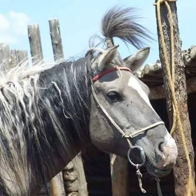 9cuBCxlOJeQg02v's profile picture. нас нь нэмэгдэх бүрт үгийн сан нь зузаарч байгаа хүний ухаан санаа нь бэрхээс зайлахгүйгээр зовлонг залгиж сурдаг