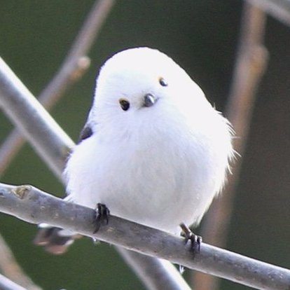 秘密にしたい生き物 On Twitter マルタタイガー 青色の毛皮と