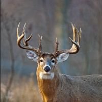 searching for whitetail photos across the u s and Canada