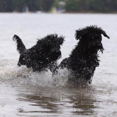 Two working dogs;they love sport, nature and travel. Advantages: great ambitions. Disadvantages: sensitive nerves.