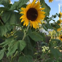 Nicky de Beer (@nickydebeer) 's Twitter Profile Photo