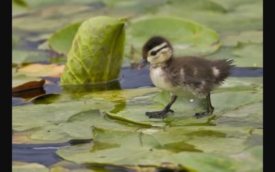 Happy ducks give you lot's of luck! 🐤🐣