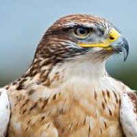 Kernersville Middle (@kms_hawks) 's Twitter Profile