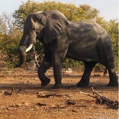 JenBleeks's profile picture. One life, live it! Owner of Zizi Marketing. Love sport, photography, the bush in Africa and travelling. https://t.co/YSKaUneG20