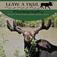 Leave a Trail Photography(@Leaveatrailpics) 's Twitter Profile Photo