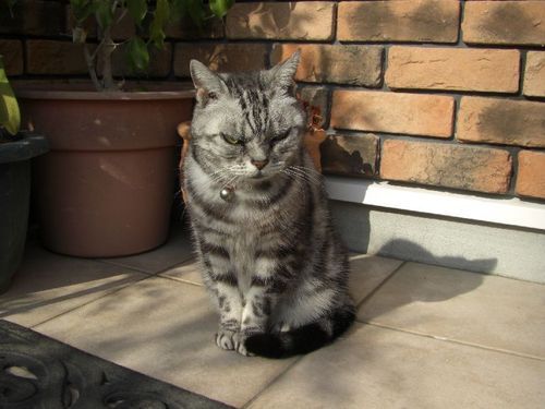 misima1118mi's profile picture. 猫が大好きで　アメショウーの16
歳のおばあちゃん猫といっしょに　住んでいます