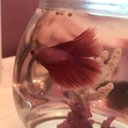 Marvin The Fish - @MarvinEliPowers - Twitter