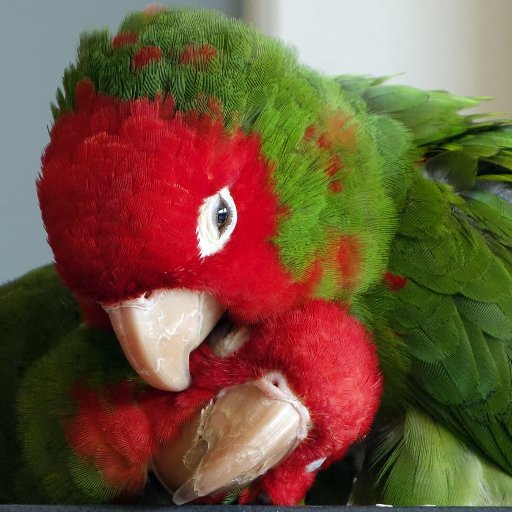 Tweets from the Wild Parrots of Telegraph Hill, now the OFFICIAL San Francisco Mascots!
