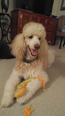 Loves standard poodles, especially my two boys. Into Art, art glass, gardening, wine and ice cream. Works for Tourette of Texas. Old lady and proud of it.