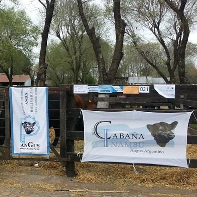 InambuAngus's profile picture. Cabaña Inambu S.A. Balcarce