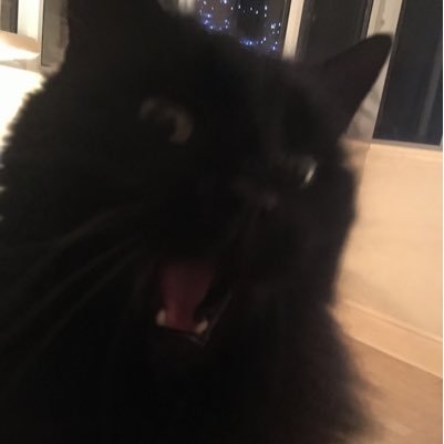 FecklessFool's profile picture. 