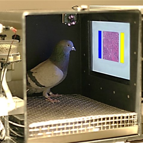 otromicroscopio's profile picture. Spanish pathologist. Life is what happens to you while you’re busy diagnosing.