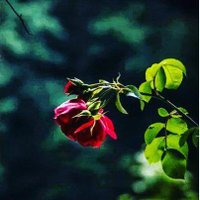 Gül Çetin (@63378db70d534b9) 's Twitter Profile