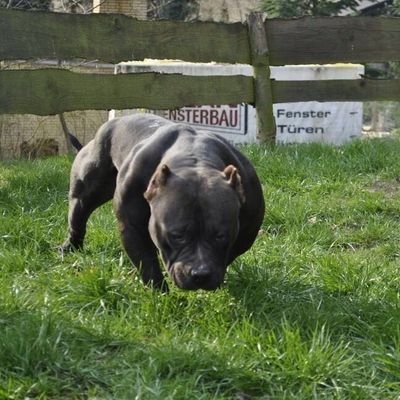 American Bully Breeder 
Wendland / Germany
https://t.co/cPdZjBSZHL