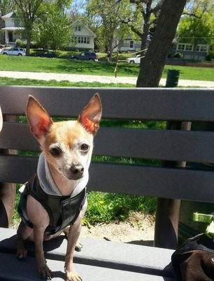 aprlm's profile picture. 🐶