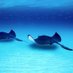 Barefoot Stingray (@barefootstngry) Twitter profile photo Barefoot Stingray (@barefootstngry) Twitter profile photo