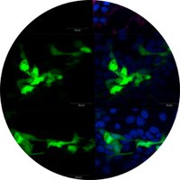 Varga Lab (@vargalab) 's Twitter Profile
