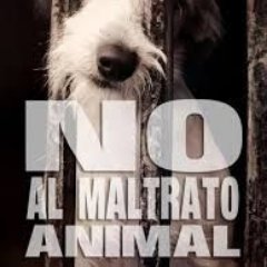 perdidosyencon1's profile picture. Pagina dedicada a la difusión de animaies perdidos y encontrados en zona norte, sur, oeste y capital federal