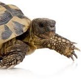 HyperTurtleLive's profile picture. I livestream on Parascope.