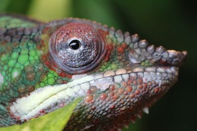 Reptile enthusiast but no expert, keeper of both yemen and panther chameleons as well as leopard and crested gecko's.