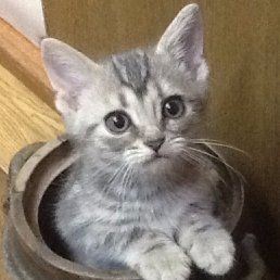 厳選 面白かわいい動物動画 Omokawai Animal Twitter 厳選 面白かわいい動物動画 Omokawai Animal Twitter