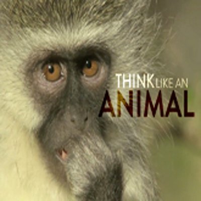 An entertaining, thought-provoking documentary that explores exciting new research and dispels old myths about how animals really think.