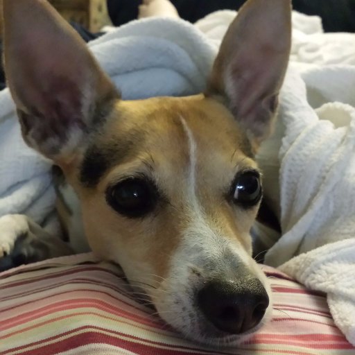 This used to be for my brother, Mario, but since he went to the bridge, I'm taking over! I am Chloe, a 6 year old Rat Terrier. Love me. Jen Fox-Williams