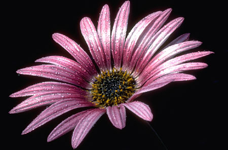 veggiemac's profile picture. 