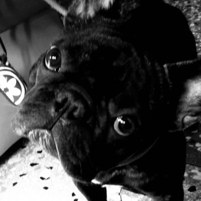 lacasadima's profile picture. 