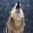 lobo facius's Twitter avatar
