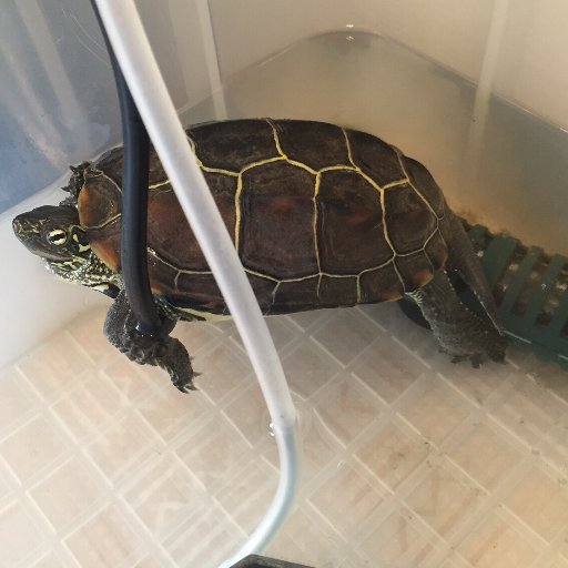 GoggleDNS's profile picture. Aggyego @GoogleDNS BackUp Account
Please mute @GoggleDNS