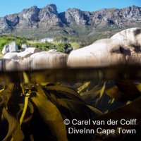 DiveInn Cape Town(@DiveInnCapetown) 's Twitter Profile Photo