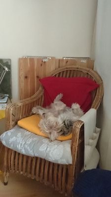 syrah2675's profile picture. 