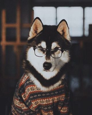 ❝Totally not a talking dog nope.....bark....bark....bark.....woof❞ [RP, purely for fun. #Eclipse.