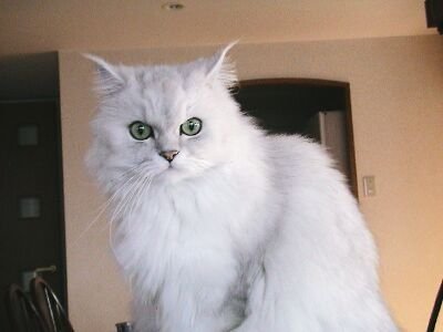 cham20030816's profile picture. パソコン講師と筆耕屋をしてます。新宿のフーテン上がりの元バンドマン。ピアノを弾いているときが至福のとき(=^・^=)カープと猫とハリウッド映画、推理小説 (特に叙述ミステリー)が好きです。