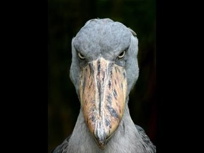 ih8mondays's profile picture. Unapologetic high-school and playground bully.