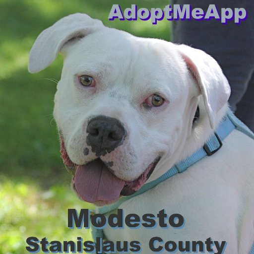 @AdoptMeApp for Stanislaus Animal Services Agency in Modesto, CA