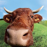 Marielle et Louis (@f3gueret) 's Twitter Profile