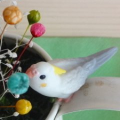 とりごぼうさんのプロフィール画像