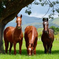 Haras Vista Hermosa (@h_vistahermosa) 's Twitter Profile