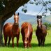 Haras Vista Hermosa (@h_vistahermosa) Twitter profile photo Haras Vista Hermosa (@h_vistahermosa) Twitter profile photo