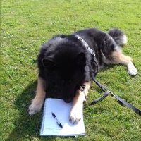 Finn (@furry_scientist) Twitter profile photo