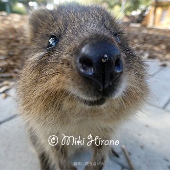 Sydney based Journalist｜Writer｜Media Coordinator - LOC Fixer｜Researcher｜シドニー郊外棲息｜野生動物｜環境・自然｜旅行｜スポーツ｜豪野生動物関連資格｜英+豪＝30 https://t.co/jiQEHmlnsh https://t.co/DRQiJ9Yb35