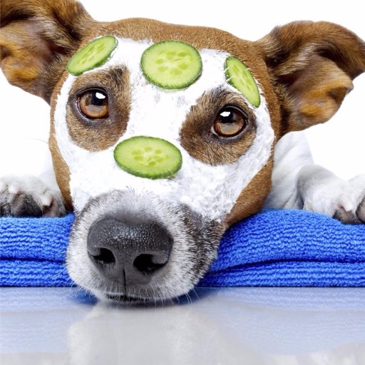 Fetch510's profile picture. New dog groomers in Winnipeg, MB!
We love animals of all shapes, sizes and colors!  We support our local shelters and rescues.