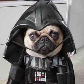 DarthPug's profile picture. https://t.co/89vP87LQg9