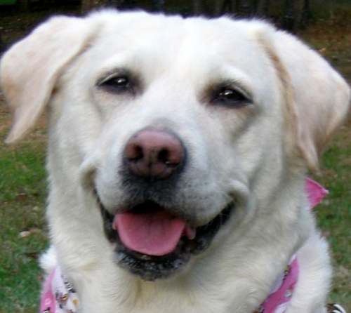 毎日いろいろな犬たち（ときどき猫やほかの生き物）と関わって暮らしています