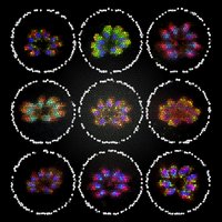 Diego Huet (@huetlab) 's Twitter Profile